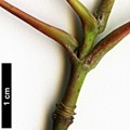 SpeciesSub: subsp. sinicum SpeciesSub: subsp. sinicum